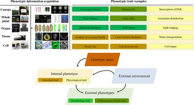 Crop Phenomics: Current Status and Perspectives